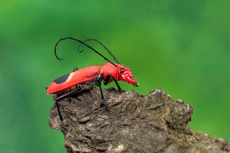 微距-自然-昆虫-微观-昆虫 图片素材