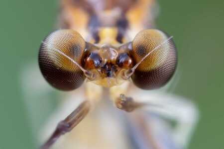 昆虫-微距-蜻蜓-蜉蝣-昆虫 图片素材