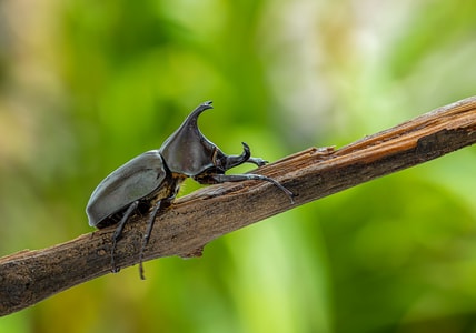 微距摄影-昆虫世界-自然-犀甲虫-昆虫 图片素材