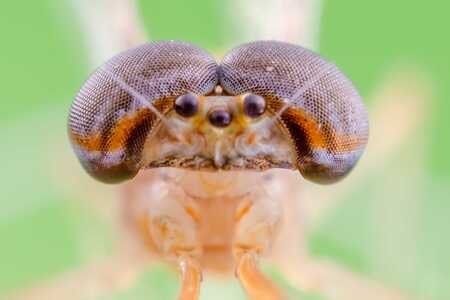 昆虫-微距-蜻蜓-蜜蜂-蜉蝣 图片素材