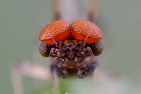 昆虫-微距-象甲-蜉蝣-昆虫 图片素材