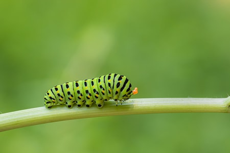 微距-昆虫-自然-叶蝉-昆虫 图片素材