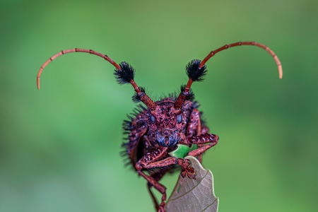 微距-昆虫-自然-天牛-昆虫 图片素材