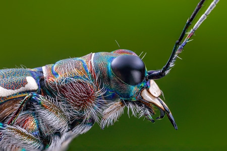 昆虫-自然-微观世界-昆虫-芽斑虎甲 图片素材
