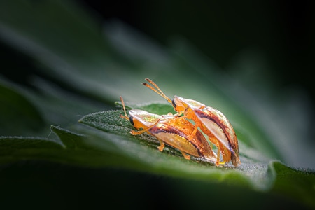 昆虫-微距-微观世界-自然-龟甲 图片素材