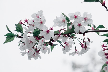 旅行-樱花-植物-春天-蓝调 图片素材
