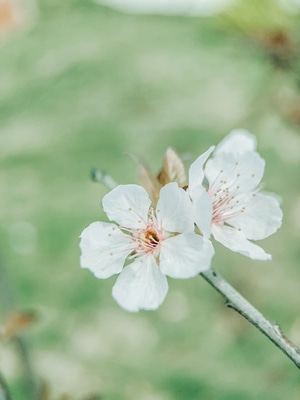 手机摄影-iphone-huawei-大自然-花卉 图片素材