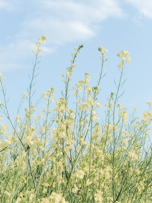手机摄影-iphone-huawei-大自然-花卉 图片素材