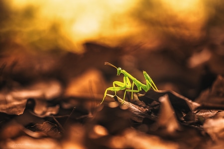 螳螂-自然光-光影-自然-昆虫 图片素材