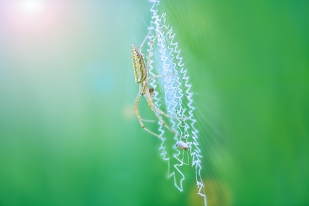 昆虫-微距-自然光-光影-蜘蛛 图片素材