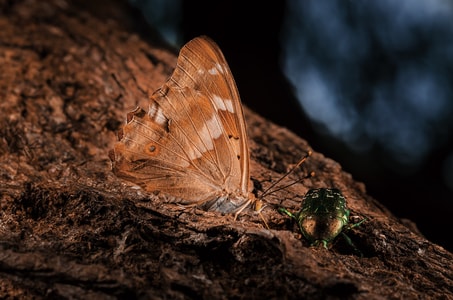 昆虫-蝴蝶-微距-自然-金龟子 图片素材