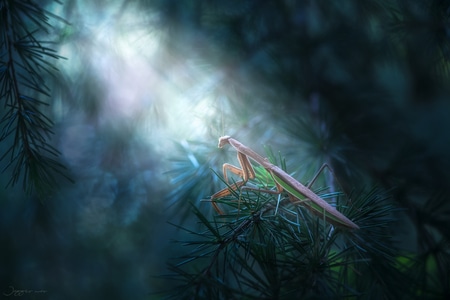 微距-倒影-昆虫-自然光-光影 图片素材