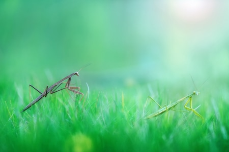 螳螂-自然光-光影-自然-微距 图片素材