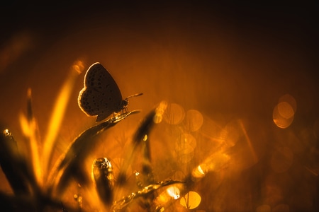 蜻蜓-光影-自然-自然光-昆虫 图片素材