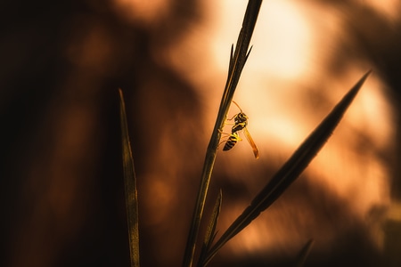 光影-自然光-微距-昆虫-蜂 图片素材