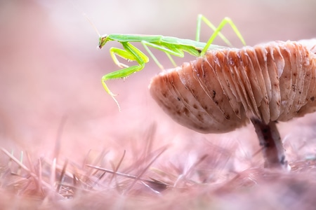 自然光-光影-昆虫-蘑菇-螳螂 图片素材