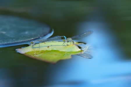 自然-牛虻-微距-豆娘-蜻蜓 图片素材