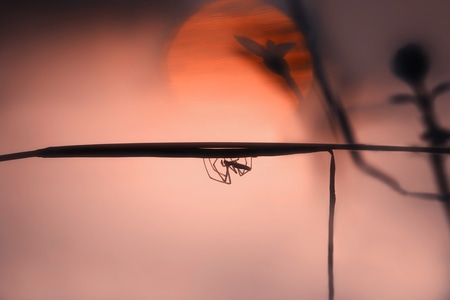 自然-光影-自然光-昆虫-蜘蛛 图片素材
