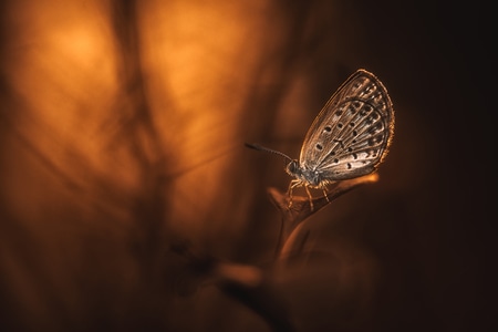 光影-自然光-自然-昆虫-微距 图片素材