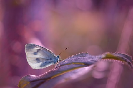 昆虫-微距-自然-蝴蝶-昆虫 图片素材