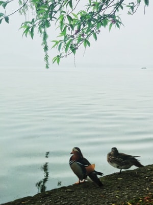 动物-自然-西湖-鸟-鸟类 图片素材