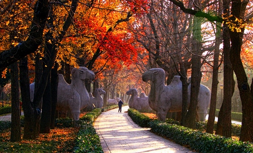 明孝陵-风景-道路-小路-明孝陵 图片素材