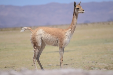 动物-环游旅行-旅行-阿根廷-羊驼 图片素材