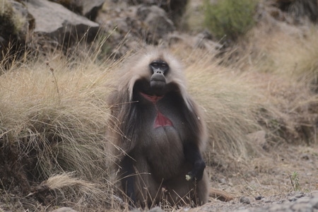 埃塞俄比亚-动物-旅行-环游旅行-狮尾狒狒 图片素材