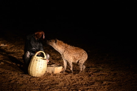 环游旅行-旅行-我要上封面-埃塞俄比亚-野生动物 图片素材
