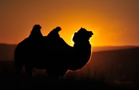 骆驼-旅行-动物-骆驼-驼影 图片素材