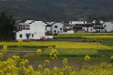 宏村-安徽-油菜花-春天-风光 图片素材