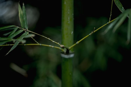 记录-光影-随拍-色彩-花草 图片素材