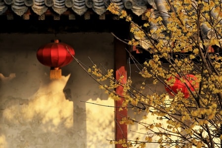 色彩-古建-腊梅-纪实-腊梅 图片素材