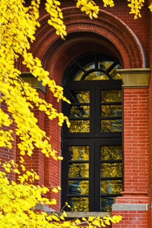 建筑-冬日-银杏树-金黄色-窗户 图片素材