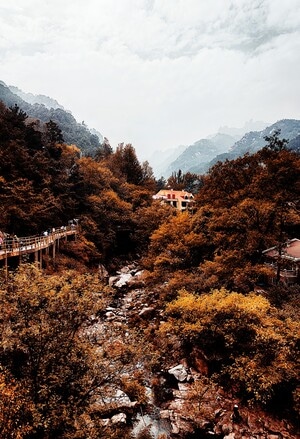 秋-树木-山-旅行-崂山 图片素材
