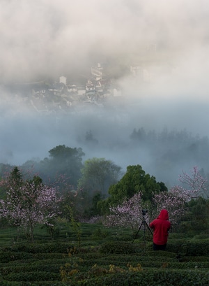 春到石潭-春回故里-迷雾-树-树木 图片素材