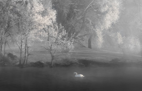 孤单-孤独-迷雾-风景-树 图片素材
