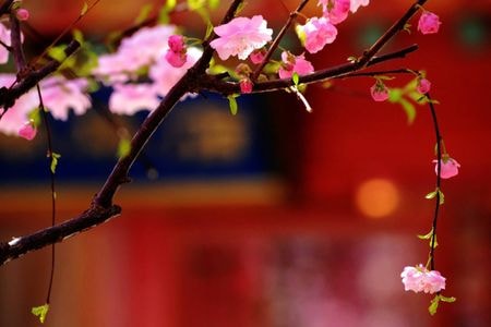 花-一个人的小时光-旅行-植物-花 图片素材