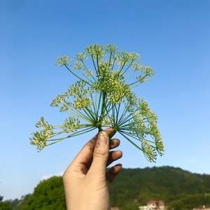 手机拍照-宅家-蓝天-花-鲜花 图片素材