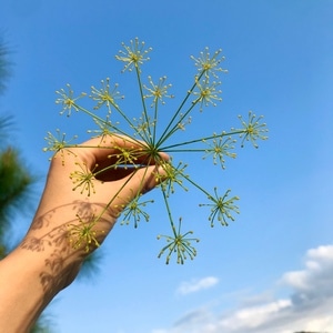 手机拍照-宅家-蓝天-菜花-手 图片素材