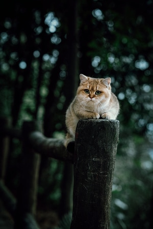 重庆-宠物摄影-家有萌宠-我的2020-山猫 图片素材