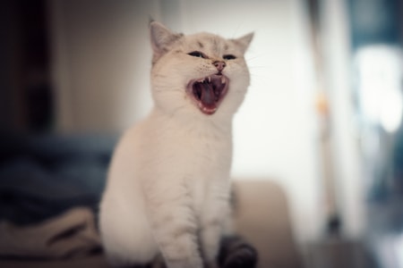 宠物摄影-家有萌宠-萌宠-猫-猫 图片素材