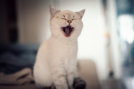 宠物摄影-家有萌宠-萌宠-猫-猫 图片素材
