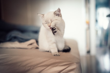 宠物摄影-家有萌宠-萌宠-猫-猫 图片素材