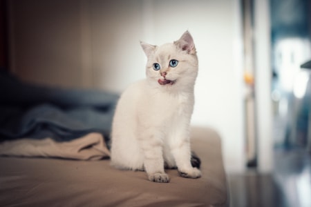 宠物摄影-家有萌宠-萌宠-猫-猫 图片素材