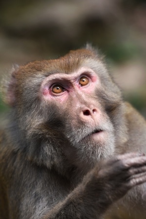 原创-动物-动物-猴子-灵长类动物 图片素材