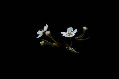 梨花-春天-梨花-花-花朵 图片素材