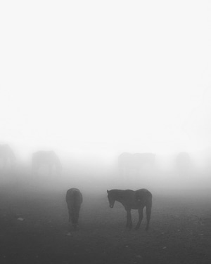 华为-黑白-有趣的瞬间-雾-动物 图片素材