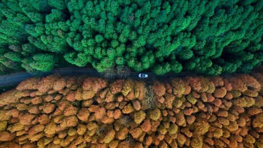 自然-森林-色彩-风光-高视角 图片素材