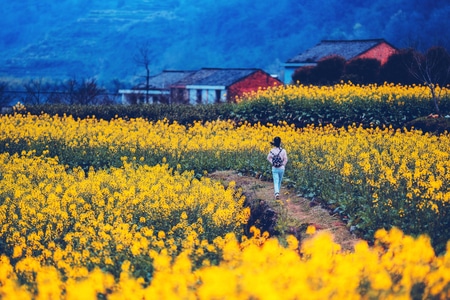 宁波-油菜花-桑洲-风景-花 图片素材